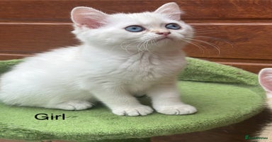 British Shorthair cats - Advert 8
