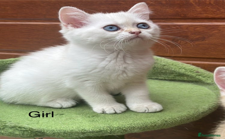 British Shorthair cats - Advert 14