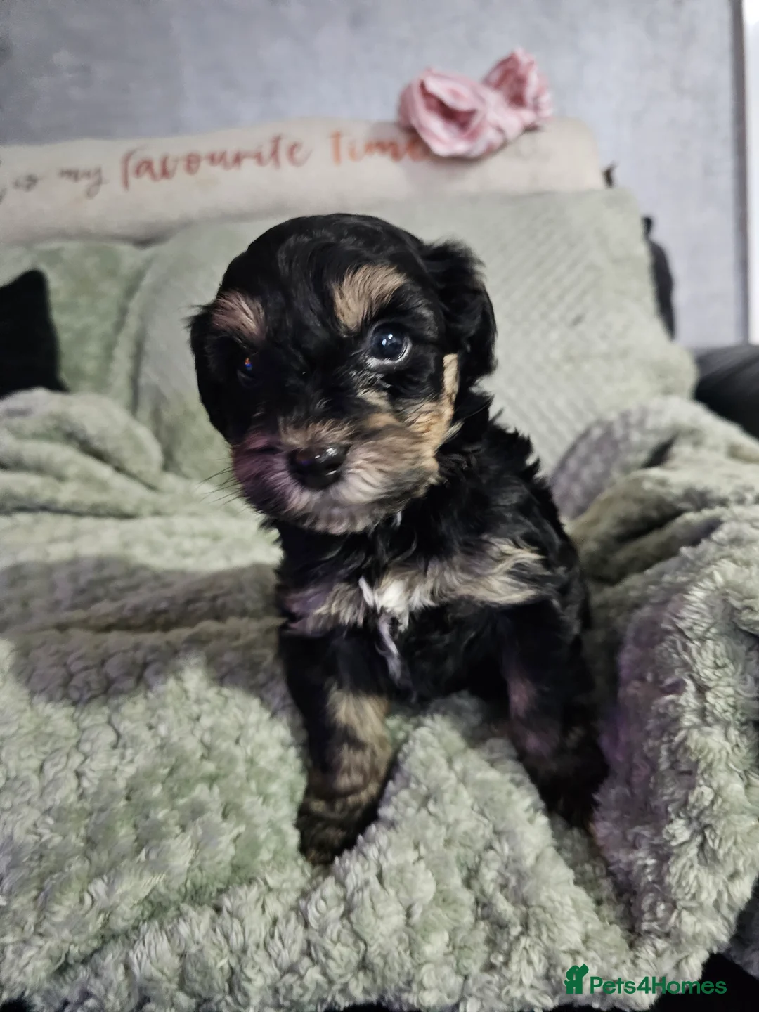 Mixed Breed dogs for sale:  **  Toy yorkipoo  - Advert 2