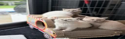 British Shorthair cats for sale: British shorthair kittens 😺 - Advert 8