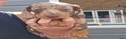 Miniature Dachshund dogs for sale: Miniture dachshund dapple - Advert 2
