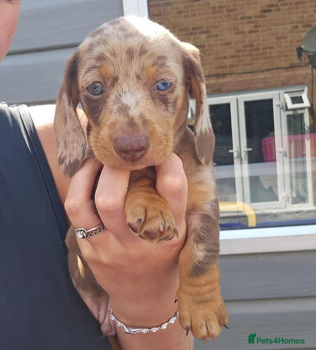 Miniature Dachshund dogs for sale: Miniture dachshund dapple - Advert 2
