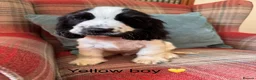 Cocker Spaniel dogs for sale: KC reg, health tested, show type cocker spaniels - Advert 6