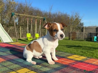Jack Russell dogs Jack Russel Puppies - Advert 12