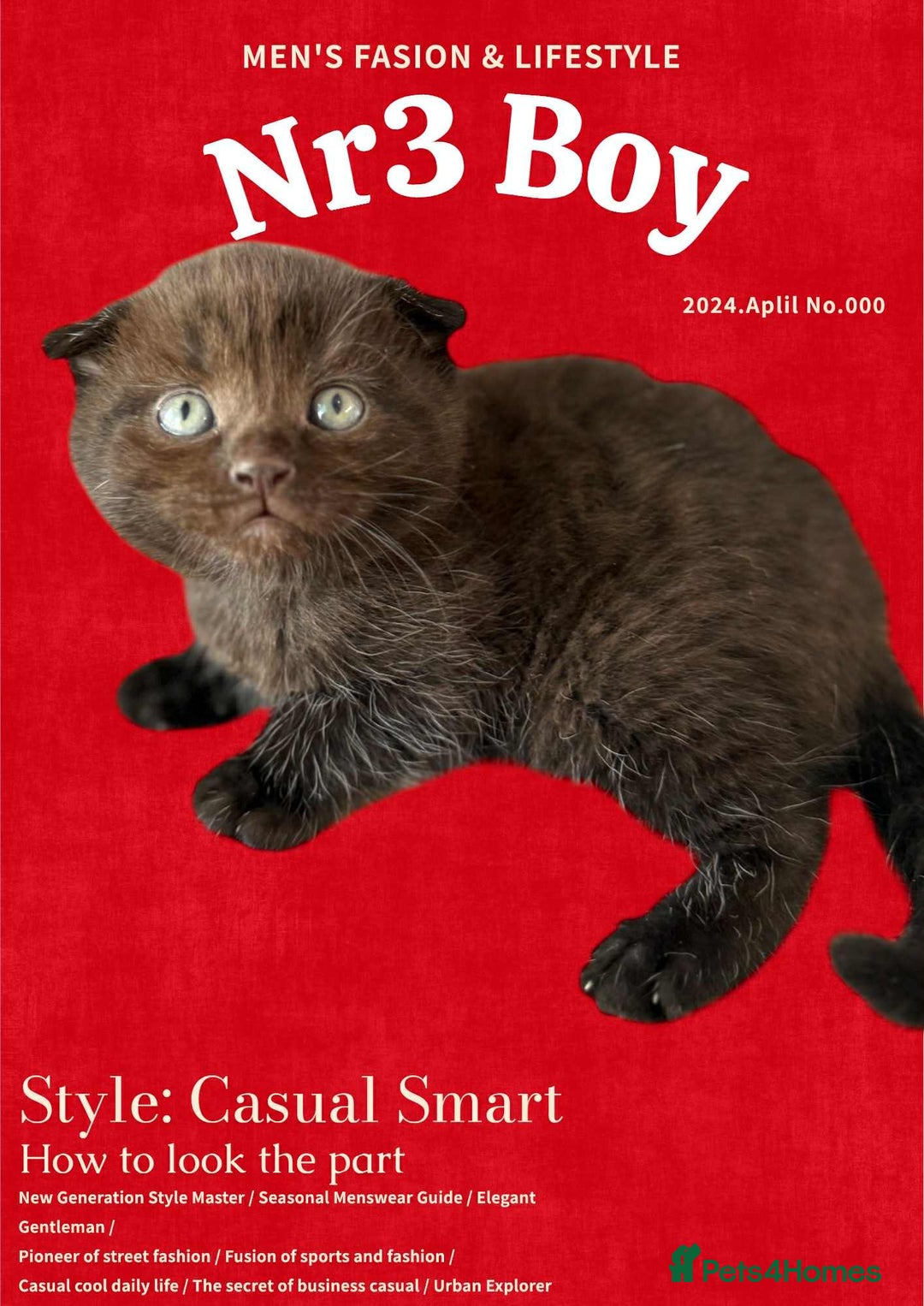Scottish Fold cats for sale: 3 Scottish Fold Boys STILL AVAILABLE - Image 17