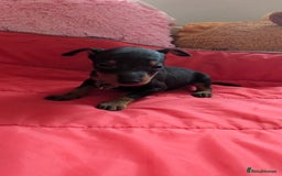 English Toy Terrier dogs for sale: Quality English toy terrier Male  puppy - Image 3