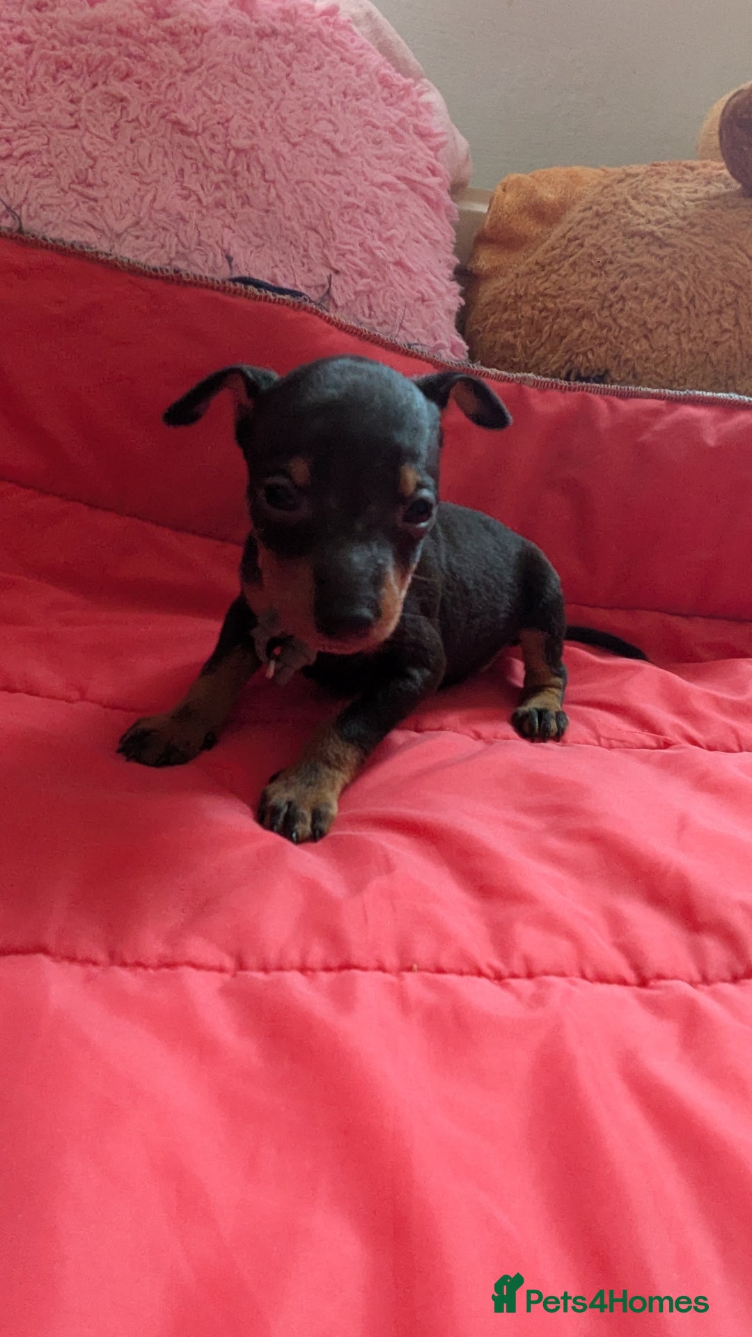 English Toy Terrier dogs for sale: Quality English toy terrier Male  puppy - Image 3