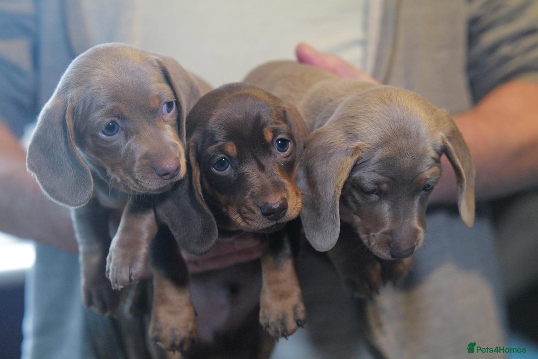 Miniature Dachshund dogs for sale: Adorable KC Registered Miniature Dachshund Puppies - Advert 9