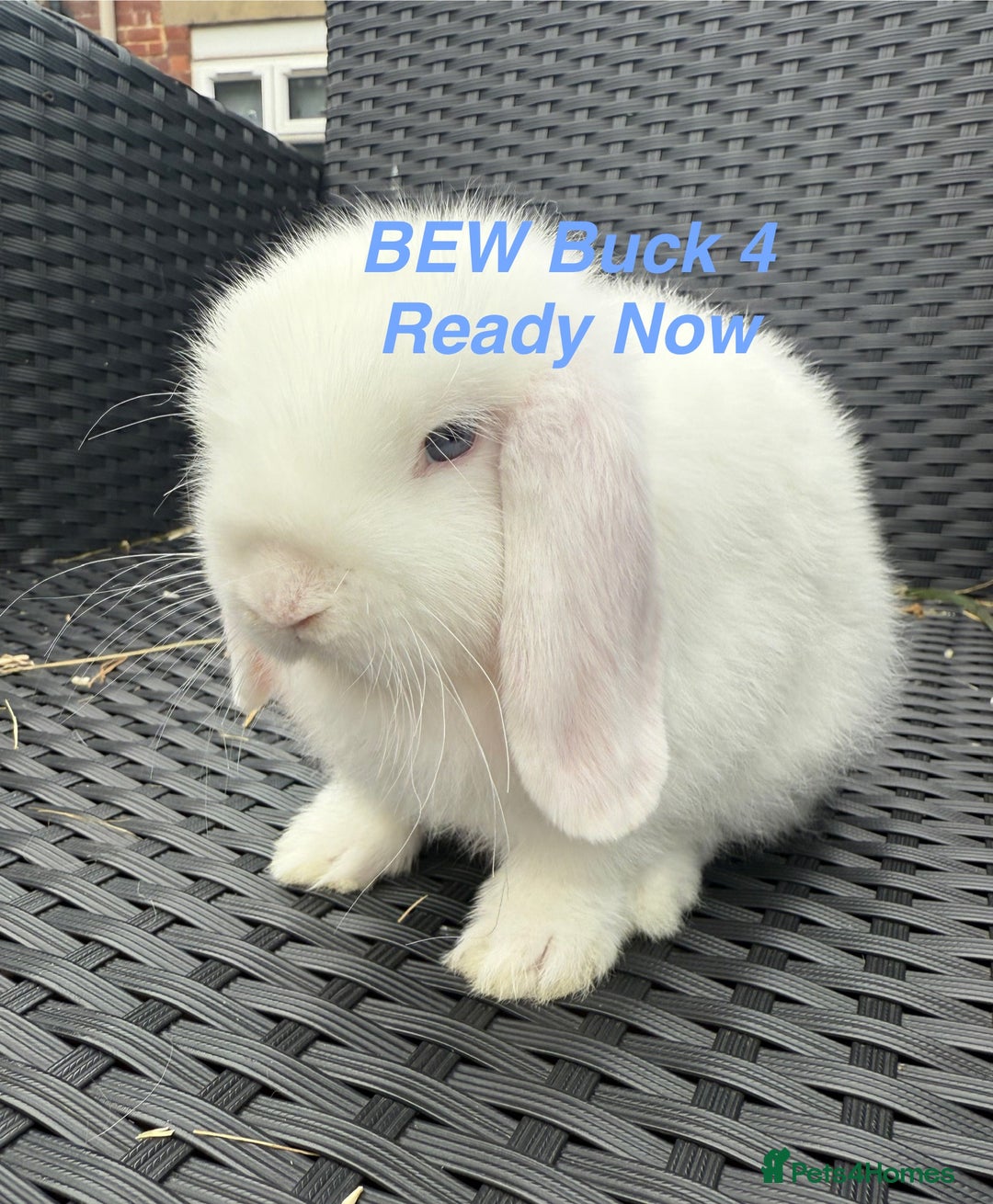 Mini Lop rabbits for sale: Mini Lops Bunnies. READ DESCRIPTION - Updated 22/7 in Chard - Image 23