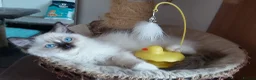 Ragdoll cats for sale: RAGDOLLS GIRL SEAL POINT BICOLOUR BLUE EYES  - Advert 9