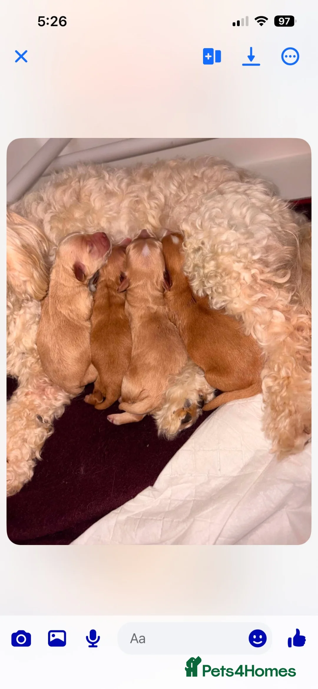 Cavapoo dogs for sale: 4 beautiful cavapoo pups for sale all female  in Liverpool - Advert 2