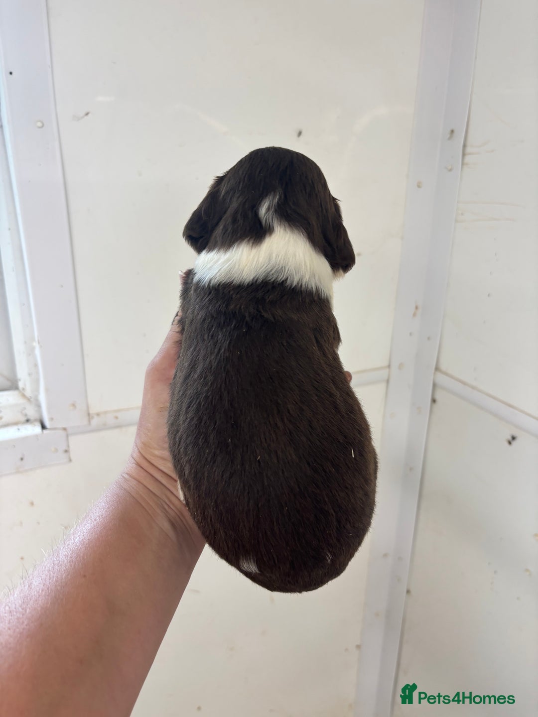 English Springer Spaniel dogs for sale: Kc Springer Spaniel Puppies - Image 5