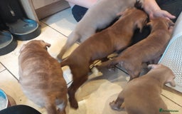 Staffordshire Bull Terrier dogs for sale: Staffordshire bull terrier 2x litters - Image 22