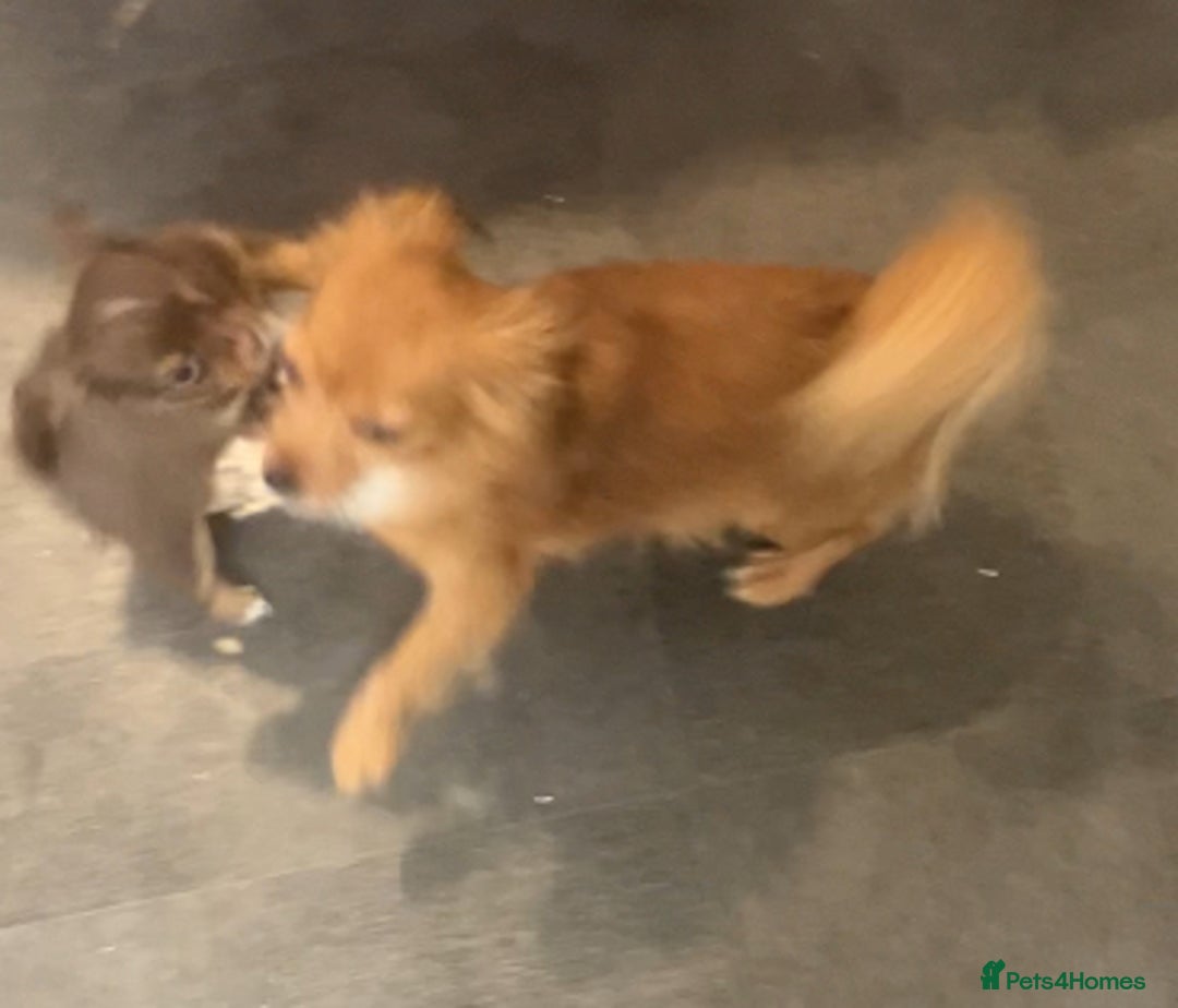 Chihuahua dogs for sale: Last chihuahua girl - READY NOW  - Advert 6