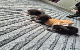 British Shorthair cats for sale: Adorable kittens for sale - Image 2