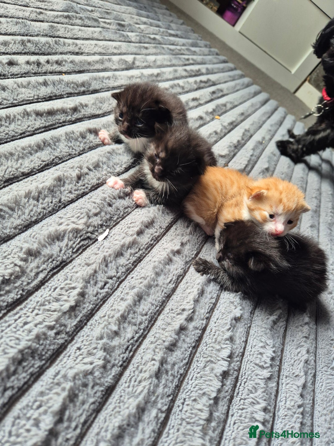 British Shorthair cats for sale: Adorable kittens for sale - Image 2