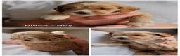 Cockapoo dogs for sale: 🐶 Adorable Cockapoo Puppies Available 🐶 - Advert 4