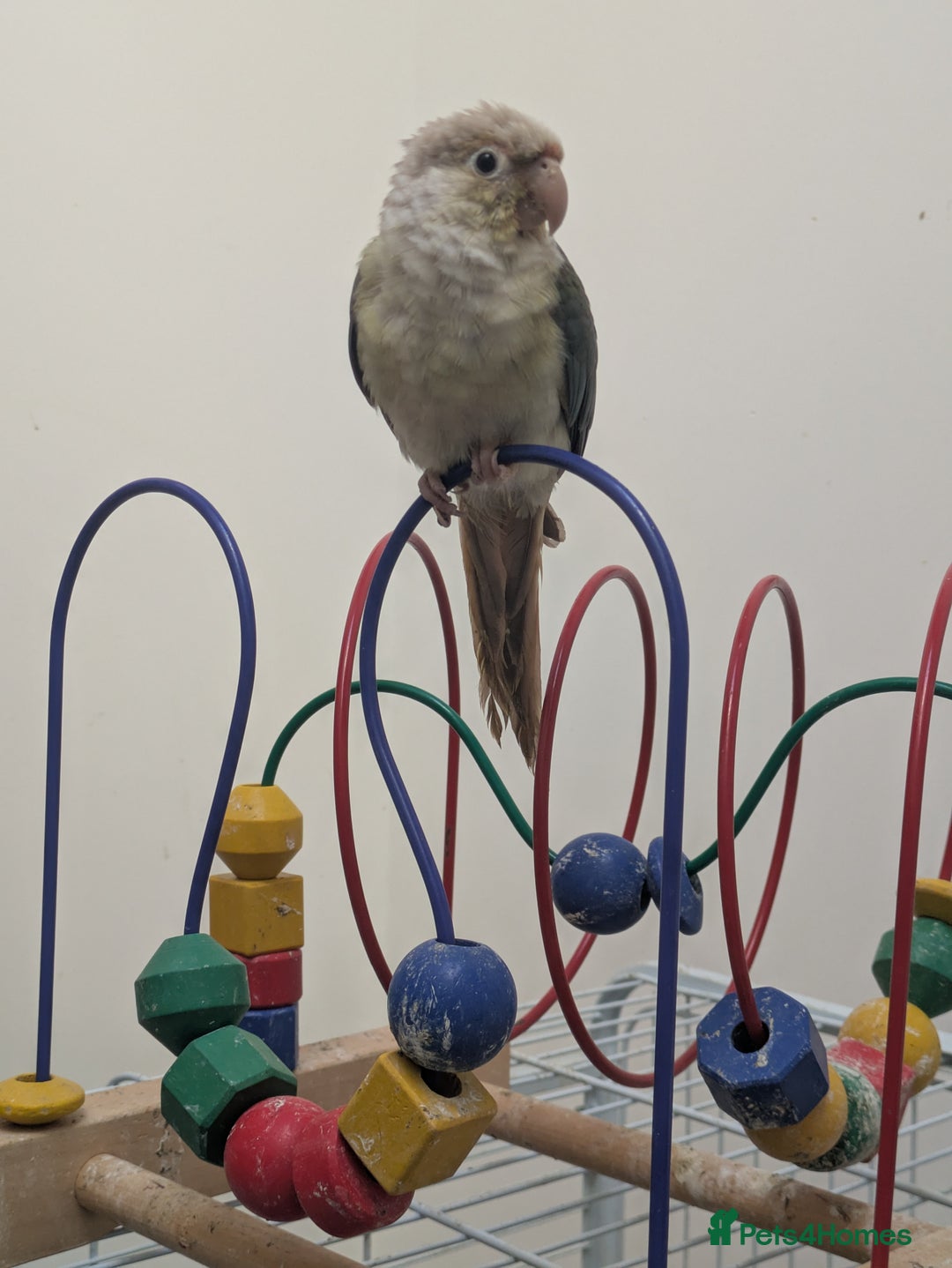 Conures birds for sale: Green cheek conures cinnamon and turquoise  - Advert 5