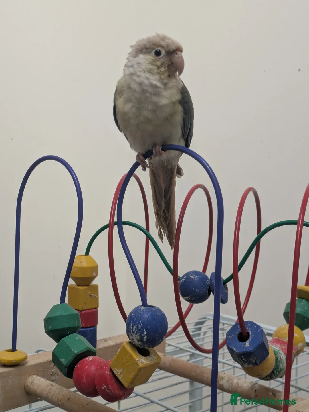 Conures birds for sale: Green cheek conures cinnamon and turquoise  - Advert 5