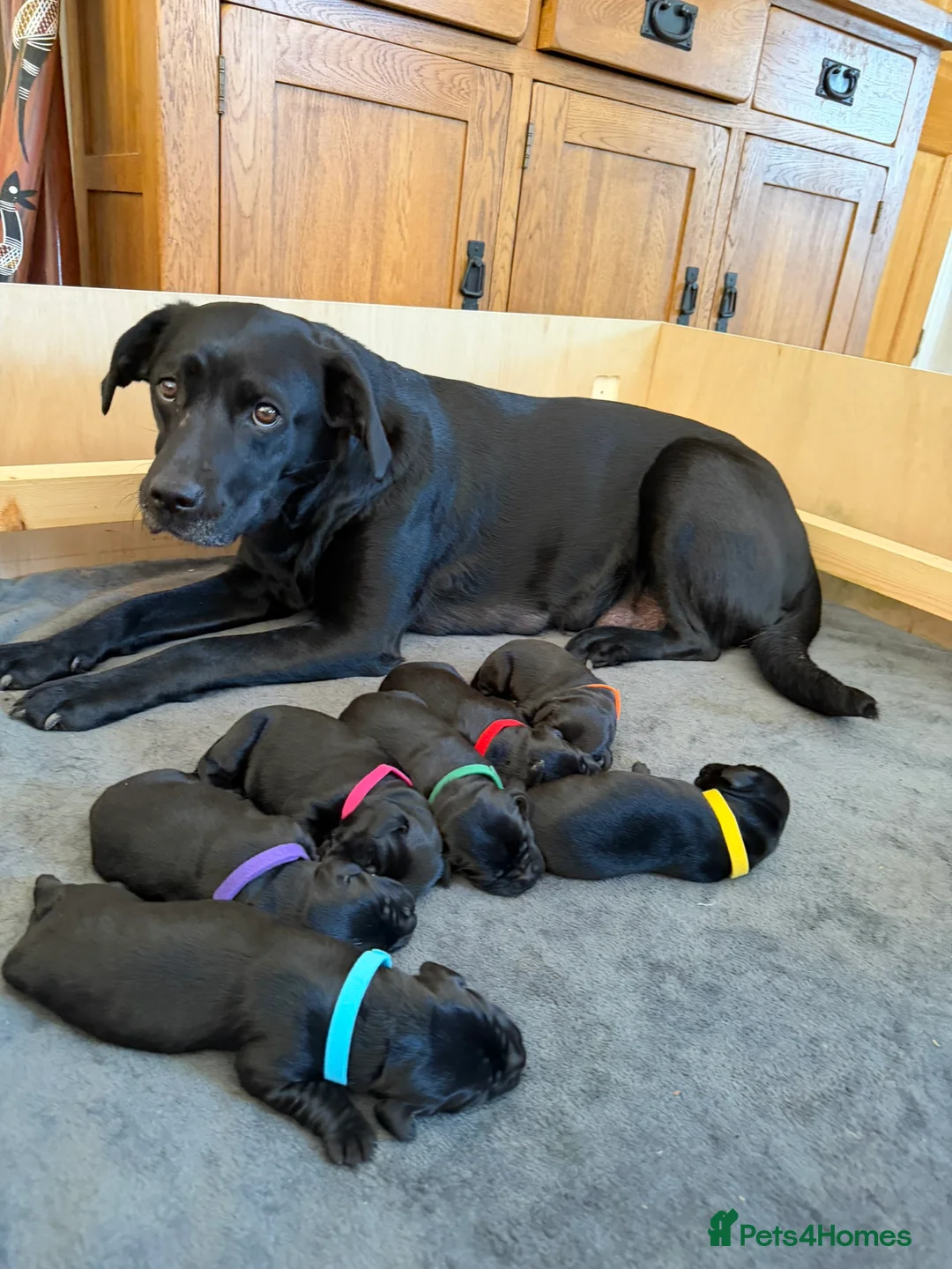 Labrador Retriever dogs for sale: Outstanding Labrador Puppies–Exceptional Pedigree - Advert 1