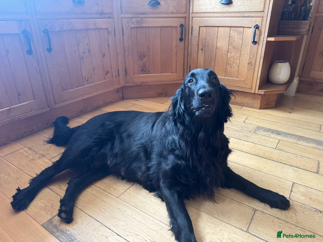 Flat coated Retriever dogs for sale: Flat coated retriever puppies in Gainsborough - Advert 5