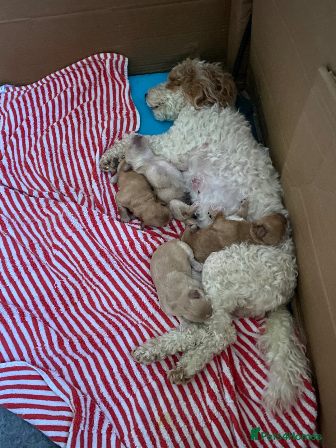 Cockapoo dogs for sale: Adorable Cockapoo’s 3 Boys  in Cheltenham - Advert 2