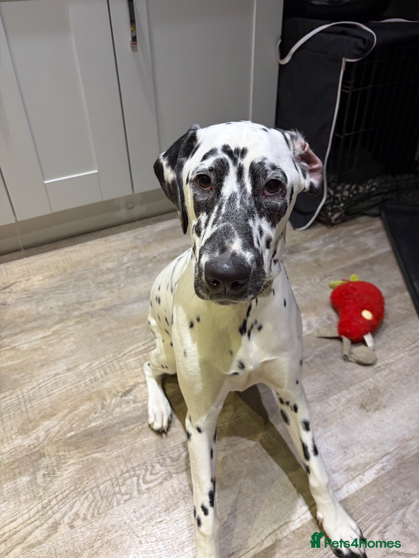 Dalmatian dogs Deaf Dalmation Puppy - Advert 2