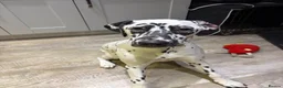 Dalmatian dogs for sale: Deaf Dalmation Puppy in Kettering - Advert 1
