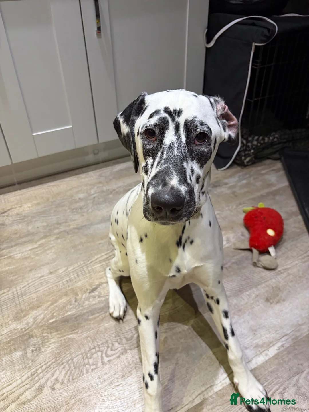 Dalmatian dogs for sale: Deaf Dalmation Puppy in Kettering - Advert 1