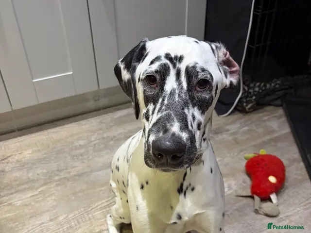Dalmatian dogs Deaf Dalmation Puppy - Advert 2