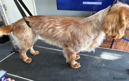 Cocker Spaniel dogs for stud: Working cocker Spainel standing at stud  in Royston - Image 5