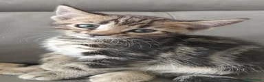 Bengal 4