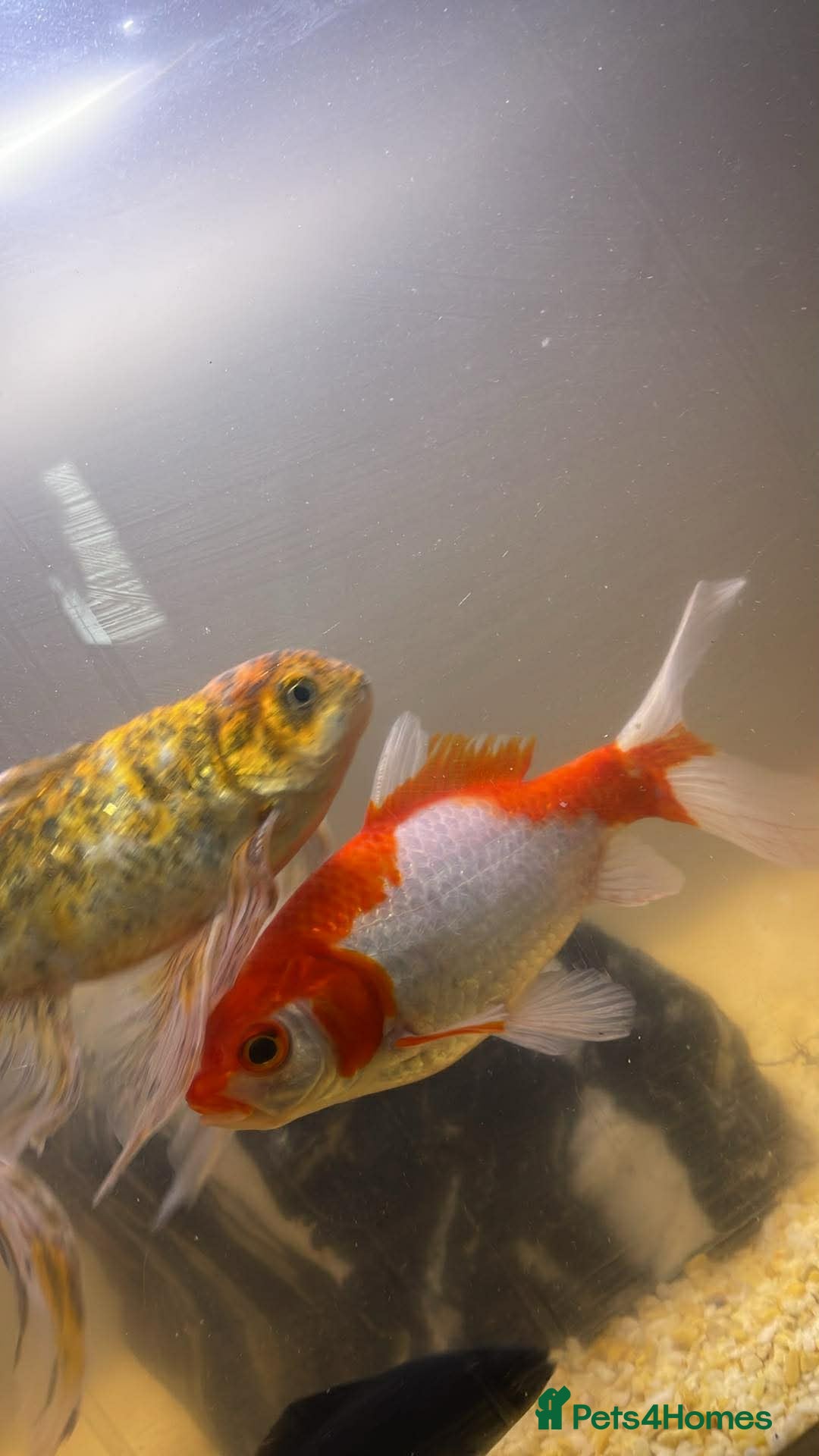 Goldfish fish for sale: Goldfish - Advert 1