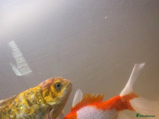 Goldfish fish Goldfish - Advert 8