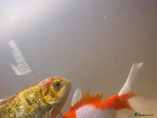 Goldfish fish Goldfish - Advert 23