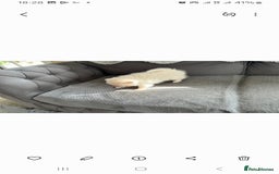 Pomeranian dogs for sale: Pomeranian puppies  - Image 16