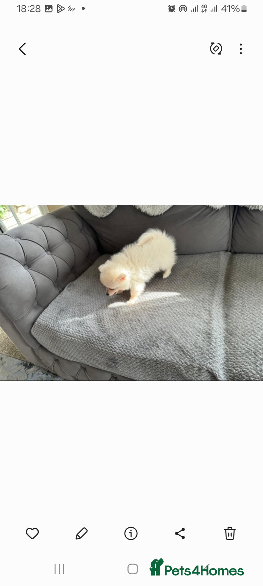 Pomeranian dogs for sale: Pomeranian puppies  - Image 16