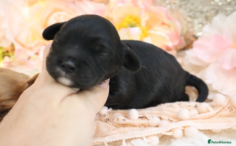 Cavapoo dogs - Advert 10