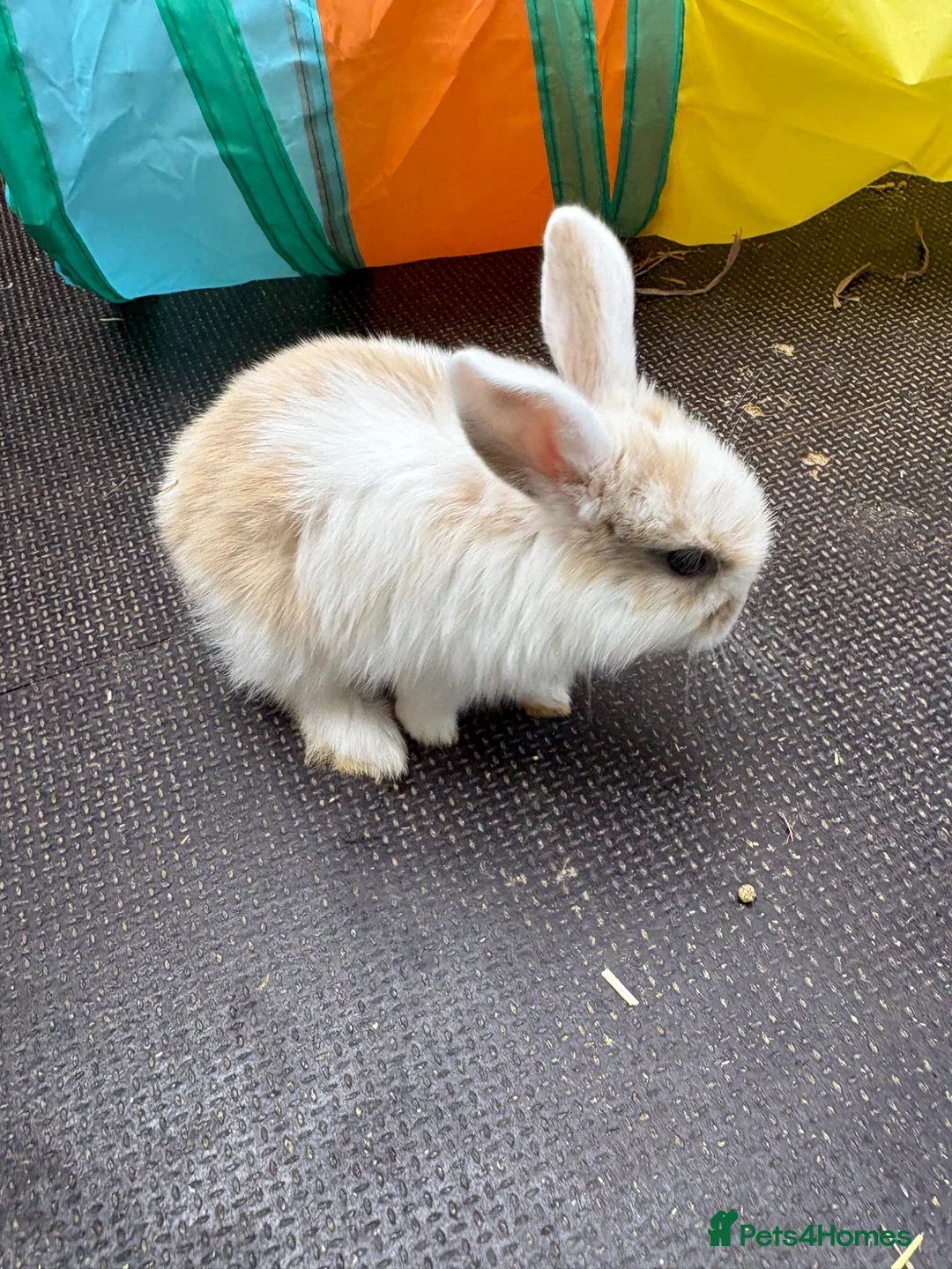 English Lop rabbits for sale: Beautiful bunnies looking for a forever home in Nuneaton - Advert 2