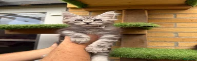 White collar kitten