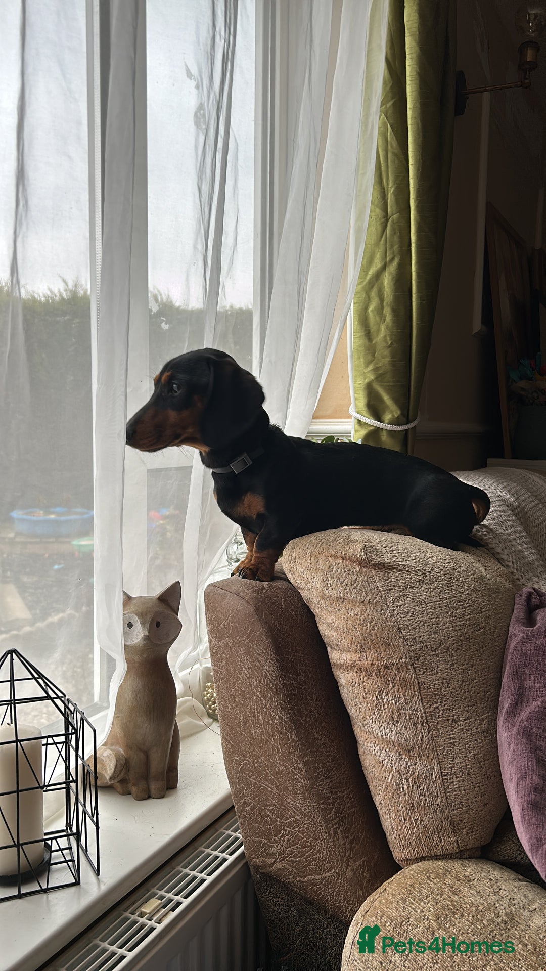 Dachshund dogs for sale: Standard smmoth haired dachshund  - Image 2