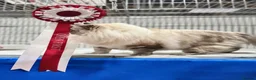 Ragdoll cats for sale: GCCF lilac male kitten - Advert 6