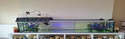 Turtle reptiles for sale: Reeves turtle with full set up - Advert 2