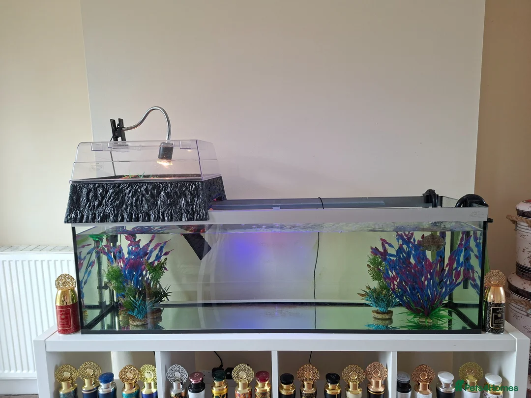 Turtle reptiles for sale: Reeves turtle with full set up - Advert 2