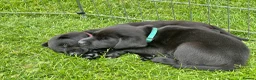 Labrador Retriever dogs for sale: Outstanding KC Reg Health Tested Black Lab Pups - Advert 9