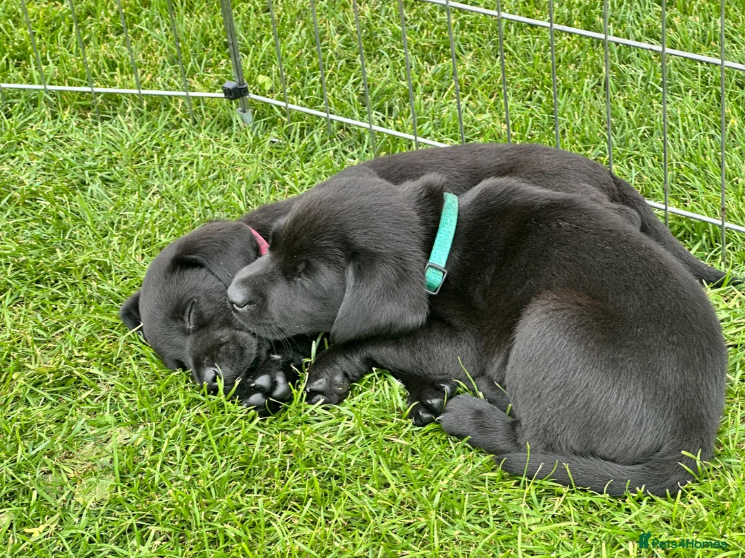 Labrador Retriever dogs for sale: Outstanding KC Reg Health Tested Black Lab Pups - Advert 9