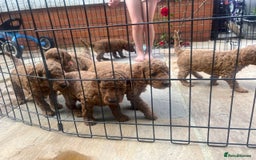 Cockapoo dogs for sale: Gorgeous Deep Red Cockapoos  - Image 8