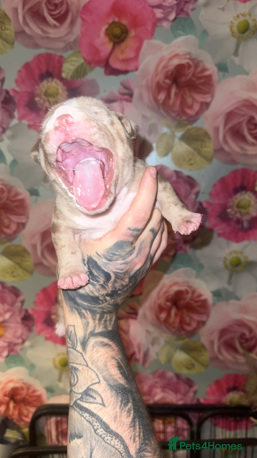 American Bully dogs for sale: American Bully Pups - Image 18