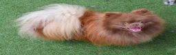 Pomeranian dogs for sale: Chocolate male pom - Advert 2