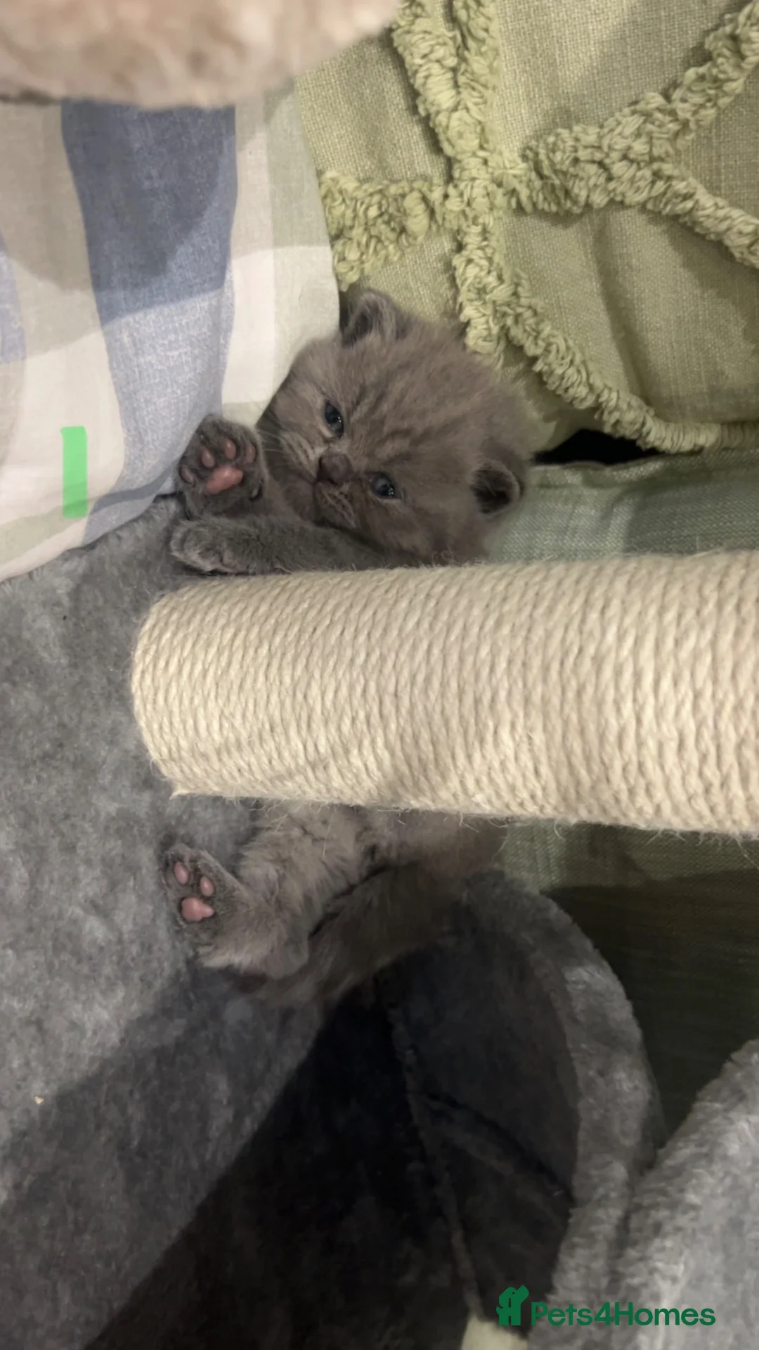 British Shorthair cats for sale: BSH beautiful Kittens 💗💙💗💙 - Advert 9